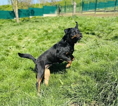 Nayan hübsche Rottweiler Hündin wartet immer noch auf ihr Zuhause, Rottweiler - Hündin