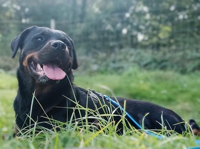 Nayan hübsche Rottweiler Hündin wartet immer noch auf ihr Zuhause, Rottweiler - Hündin
