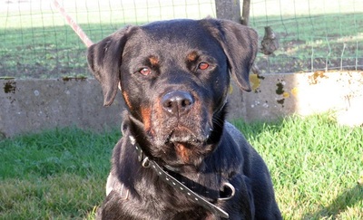 Nayan hübsche Rottweiler Hündin wartet immer noch auf ihr Zuhause, Rottweiler - Hündin