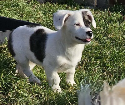 Nayeli, Mischlinge Welpen - Hündin