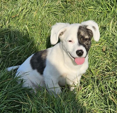 Nayeli, Mischlinge Welpen - Hündin