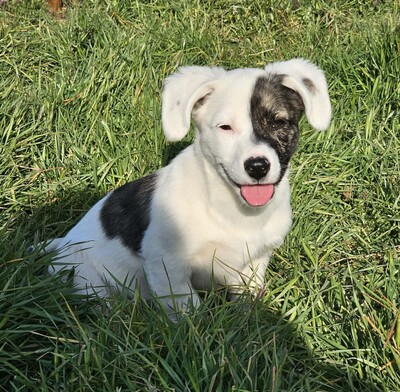 Nayeli, Mischlinge Welpen - Hündin