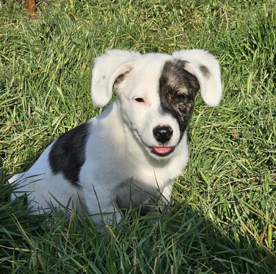 Nayeli, Mischlinge Welpen - Hündin