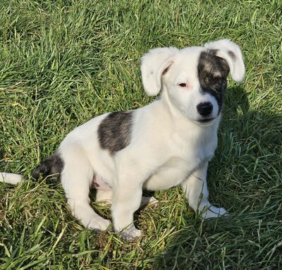 Nayeli, Mischlinge Welpen - Hündin