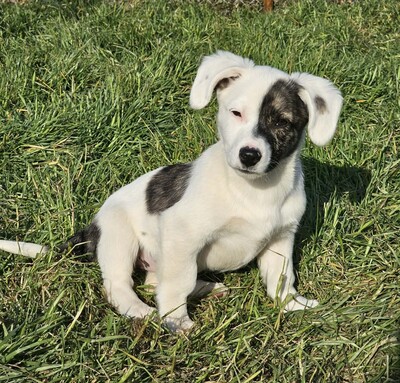 Nayeli, Mischlinge Welpen - Hündin