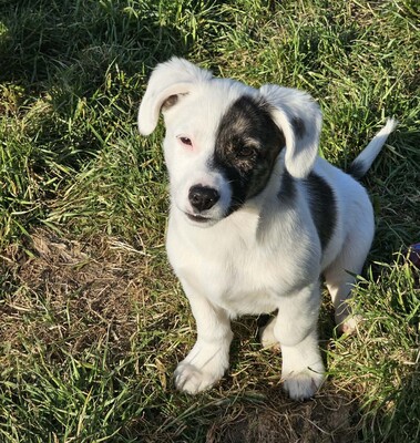 Nayeli, Mischlinge Welpen - Hündin