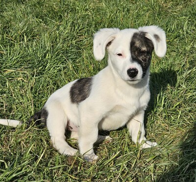 Nayeli, Mischlinge Welpen - Hündin