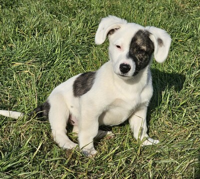 Nayeli, Mischlinge Welpen - Hündin