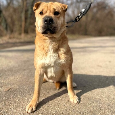 🌸Nayla zaberhafte und nette Sharpei- Mischlingshündin sucht ein tolles Zuhause 🌺, Sharpei- Mischling - Hündin