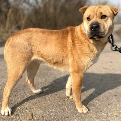 🌸Nayla zaberhafte und nette Sharpei- Mischlingshündin sucht ein tolles Zuhause 🌺, Sharpei- Mischling - Hündin