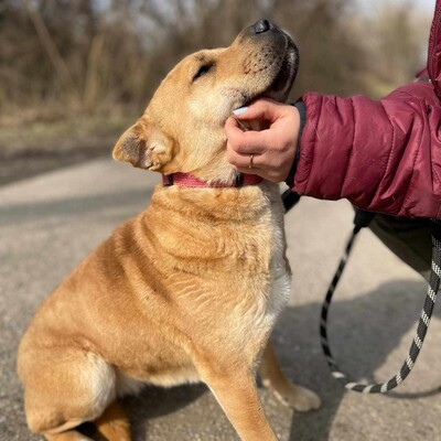 🌸Nayla zaberhafte und nette Sharpei- Mischlingshündin sucht ein tolles Zuhause 🌺, Sharpei- Mischling - Hündin