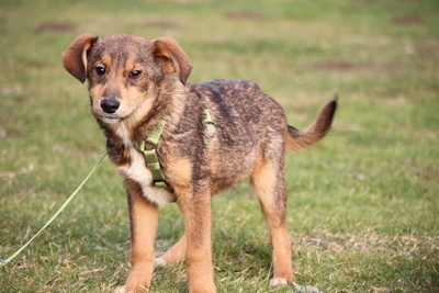 Nayo, Mischling Welpen - Rüde