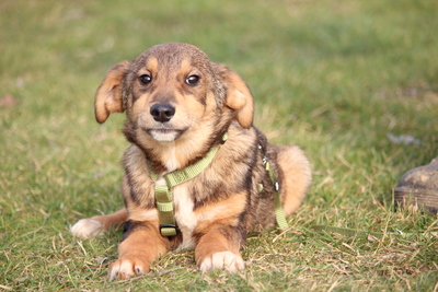 Nayo, Mischling Welpen - Rüde