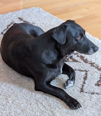 Negra - NOTFALL!!!!! SPENDENAUFRUF!!!!! menschenbezogen, sehr verschmust, gutmütig, anhänglich, ruhig, ausgeglichen