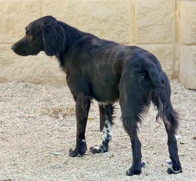 Negro, Bretonen - Mix - Rüde