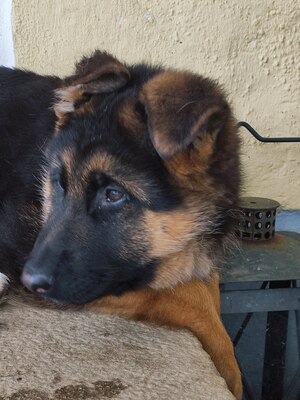 Neil von der Wacholderweide, Deutscher Schäferhund Welpen - Rüde