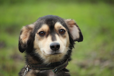 Neila, Mischling - Hündin