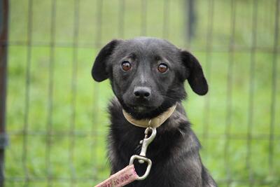 Nejla, Mix - Hündin