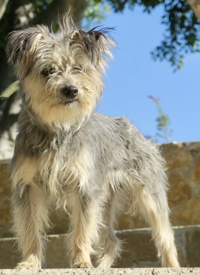 Nelida, Yorkie Mix - Hündin