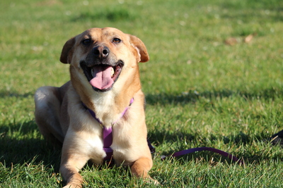 Nella, Mischling - Hündin