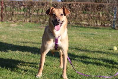 Nella, Mischling - Hündin