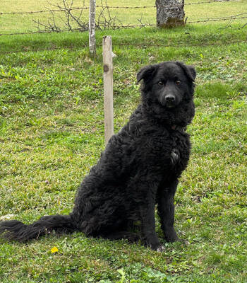 Nella möchte IHRE treue Begleiterin werden, Mischling - Hündin