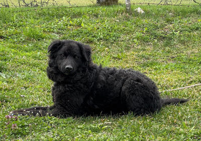 Nella möchte IHRE treue Begleiterin werden, Mischling - Hündin