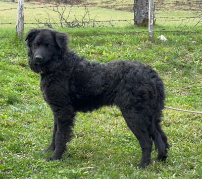 Nella möchte IHRE treue Begleiterin werden, Mischling - Hündin