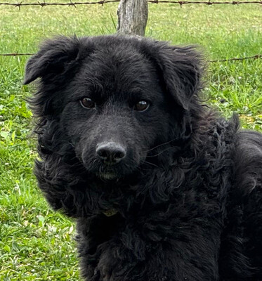 Nella möchte IHRE treue Begleiterin werden