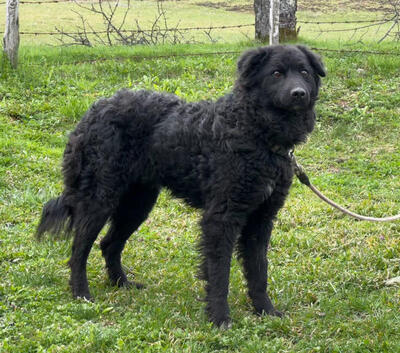 Nella möchte IHRE treue Begleiterin werden, Mischling - Hündin