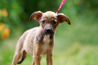 Nelli, Mischling Welpen - Hündin