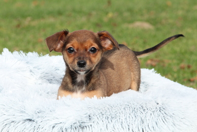 Nelli, Mischling Welpen - Hündin