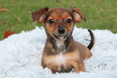 Nelli, Mischling Welpen - Hündin