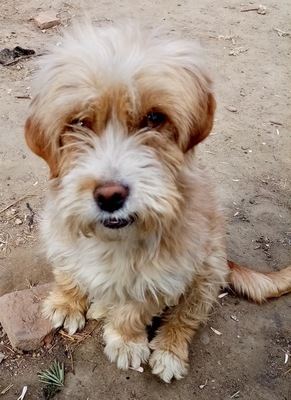 Nelli, Terrier - Mix - Hündin