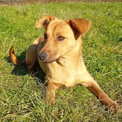 Nelli - freundlich, unkompliziert & sehr angenehm 😇, Mischling - Hündin