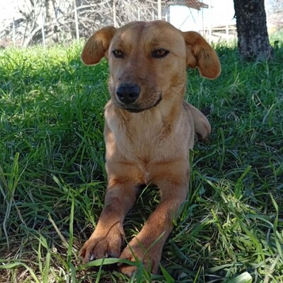 Nelli - freundlich, unkompliziert & sehr angenehm 😇, Mischling - Hündin