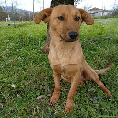 Nelli - freundlich, unkompliziert & sehr angenehm 😇/ Reserviert, Mischling - Hündin