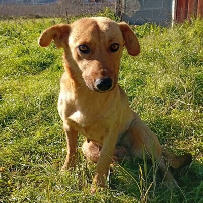 Nelli - freundlich, unkompliziert & sehr angenehm 😇/ Vorgemerkt, Mischling - Hündin