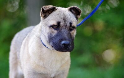 Nelly, Mischling Welpen - Hündin