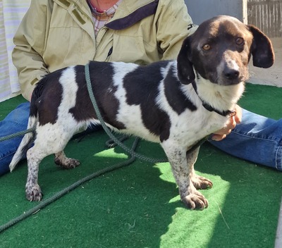 Nelly, Mix - Hündin