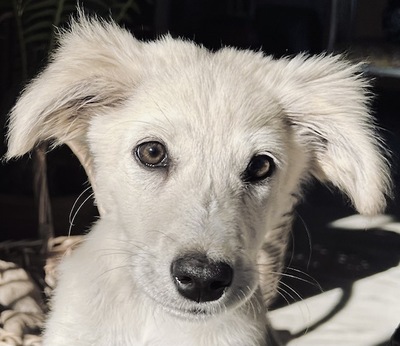 Nelly - Sanftes Hundemädchen, ca. 5 Monate/13kg, Mischling - Hündin