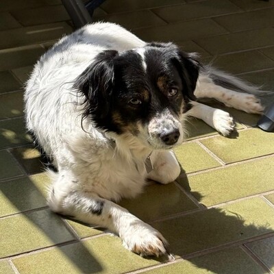 Nelly - ein ganz sensibles kleines Wesen 💟, Kokoni-Mischling - Hündin