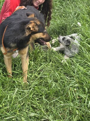 Nelly träumt von einem liebevollen Zuhause, Mischling - Hündin