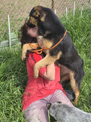 Nelly träumt von einem liebevollen Zuhause, Mischling - Hündin