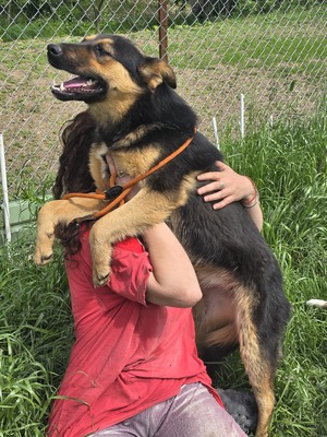 Nelly träumt von einem liebevollen Zuhause, Mischling - Hündin