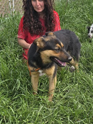 Nelly träumt von einem liebevollen Zuhause, Mischling - Hündin