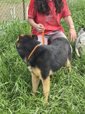 Nelly träumt von einem liebevollen Zuhause, Mischling - Hündin
