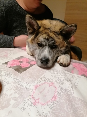 Nemo, Japanischer akita - Rüde