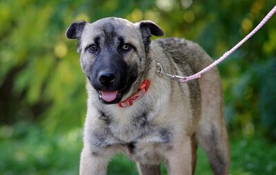 Nena, SharPei-Mischling Welpen - Hündin