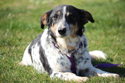 Nenda, Mischling - Hündin